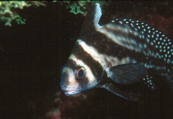 Spotted drum taken in Roatan w/NikV, 28mm w/close-up diop... by Beverly J. Speed 